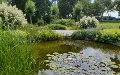 Oldemarkt – Tuin met ronde vormen