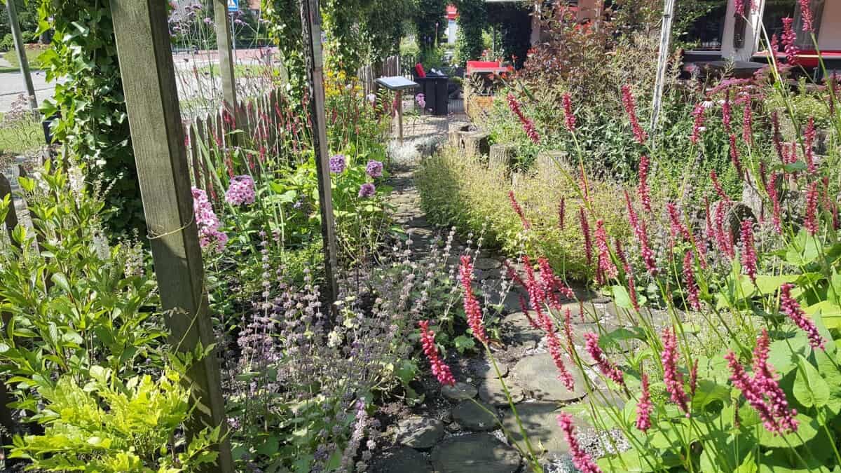bloeiende tui voor bijen en insecten